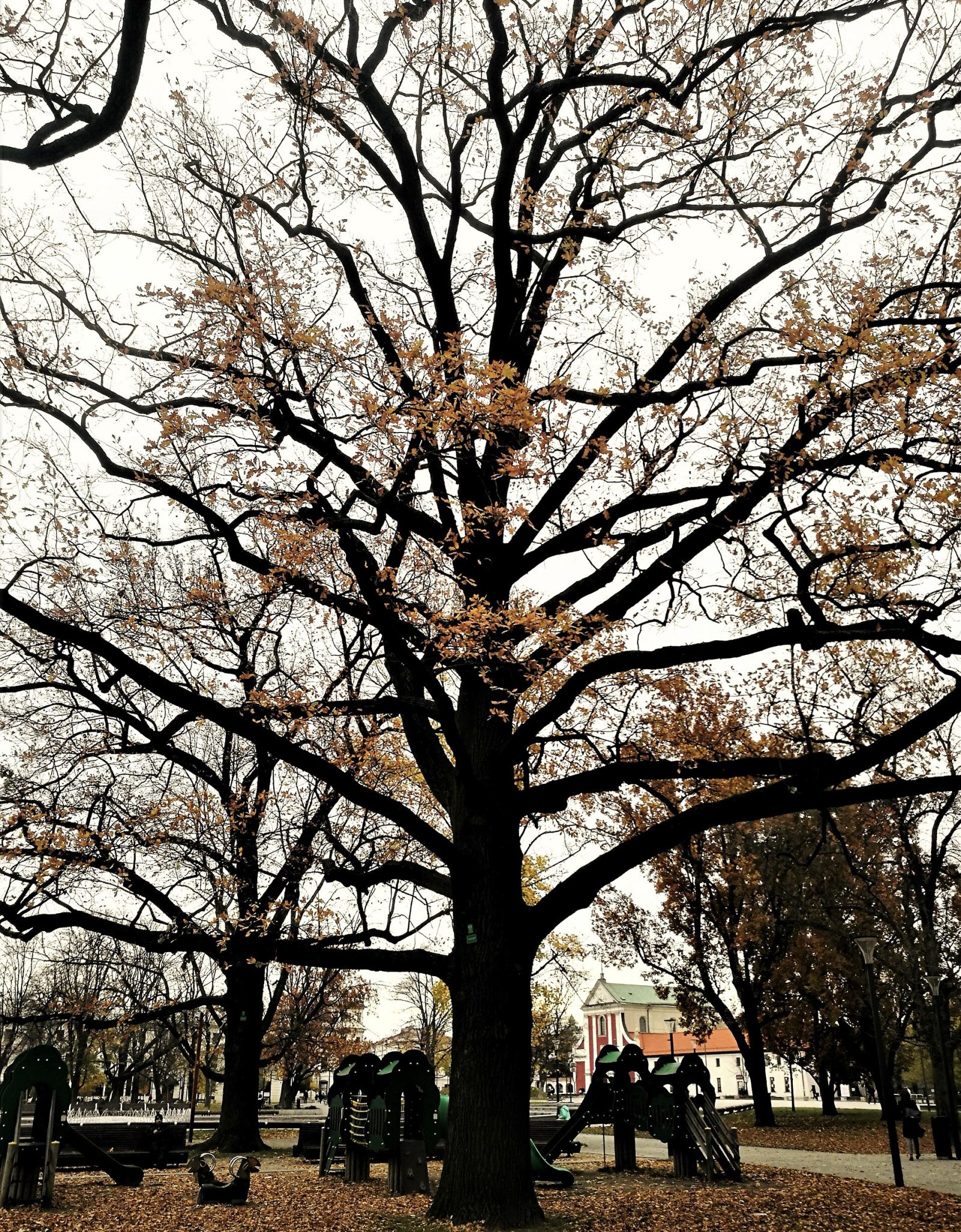 Zadrzewienie i zieleń Placu Litewskiego, Lublin
