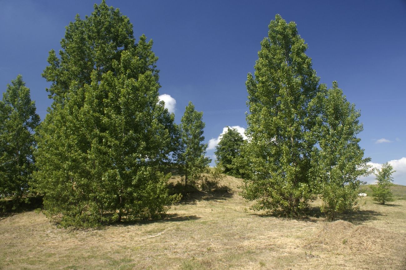 Cmentarz żydowski, Barcin